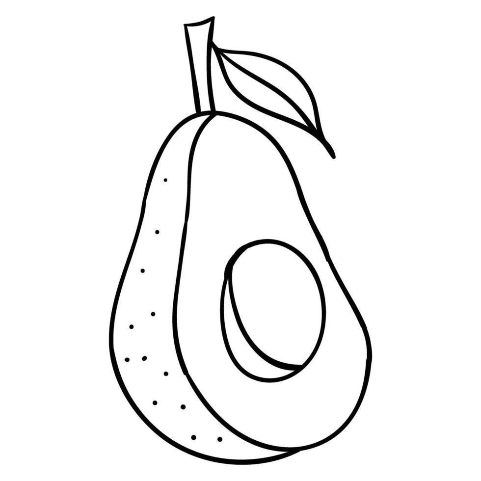 avocado fruit illustration vector