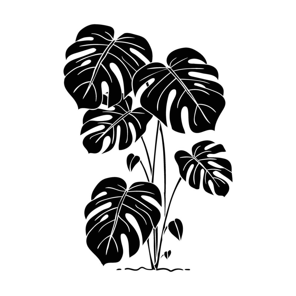 monstera plant illustration vector