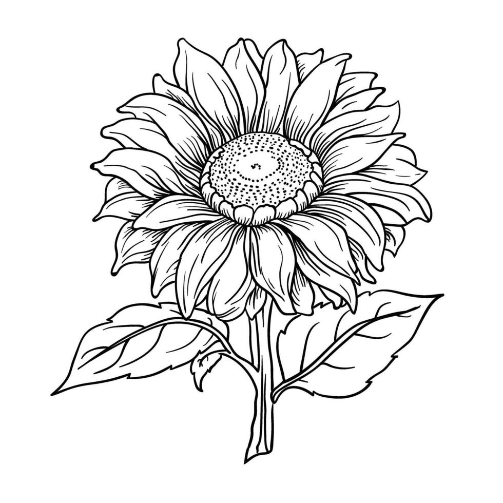 a black and white drawing of a sunflower vector