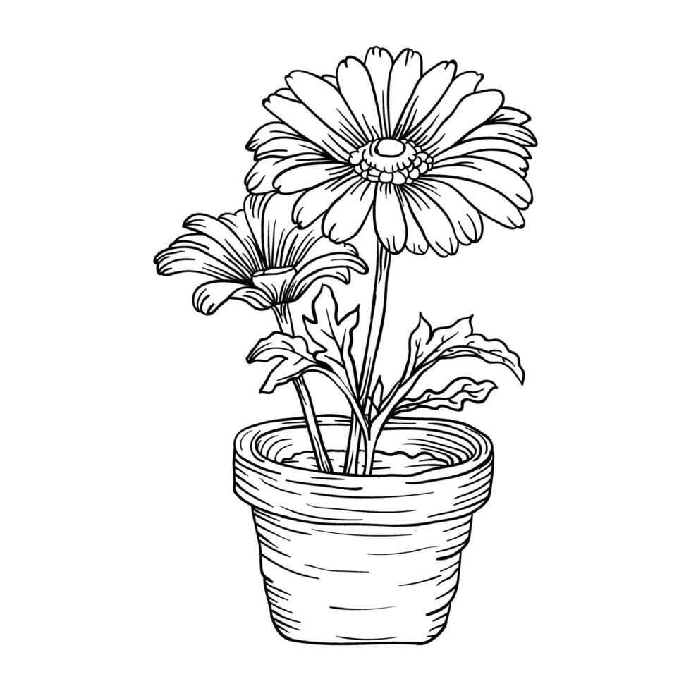 gerbera daisy flower in pot sketch illustration vector