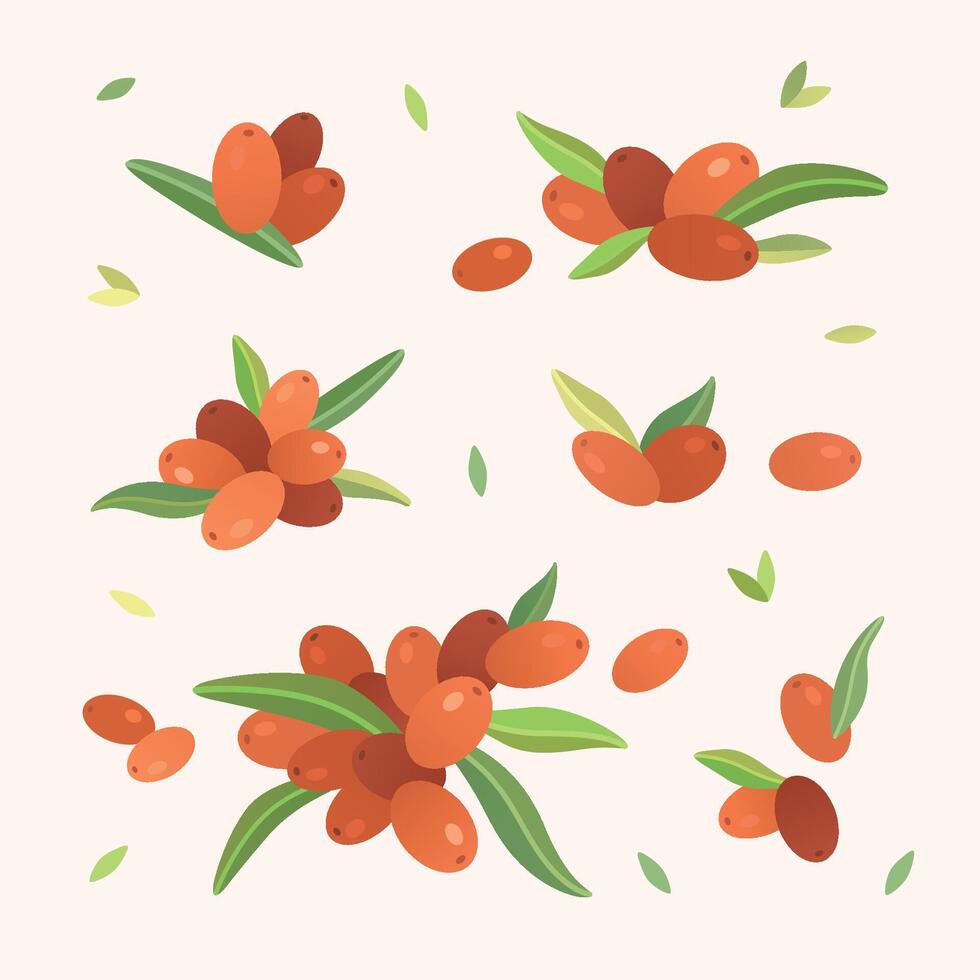 Groups of sea buckthorn berries and leaves vector
