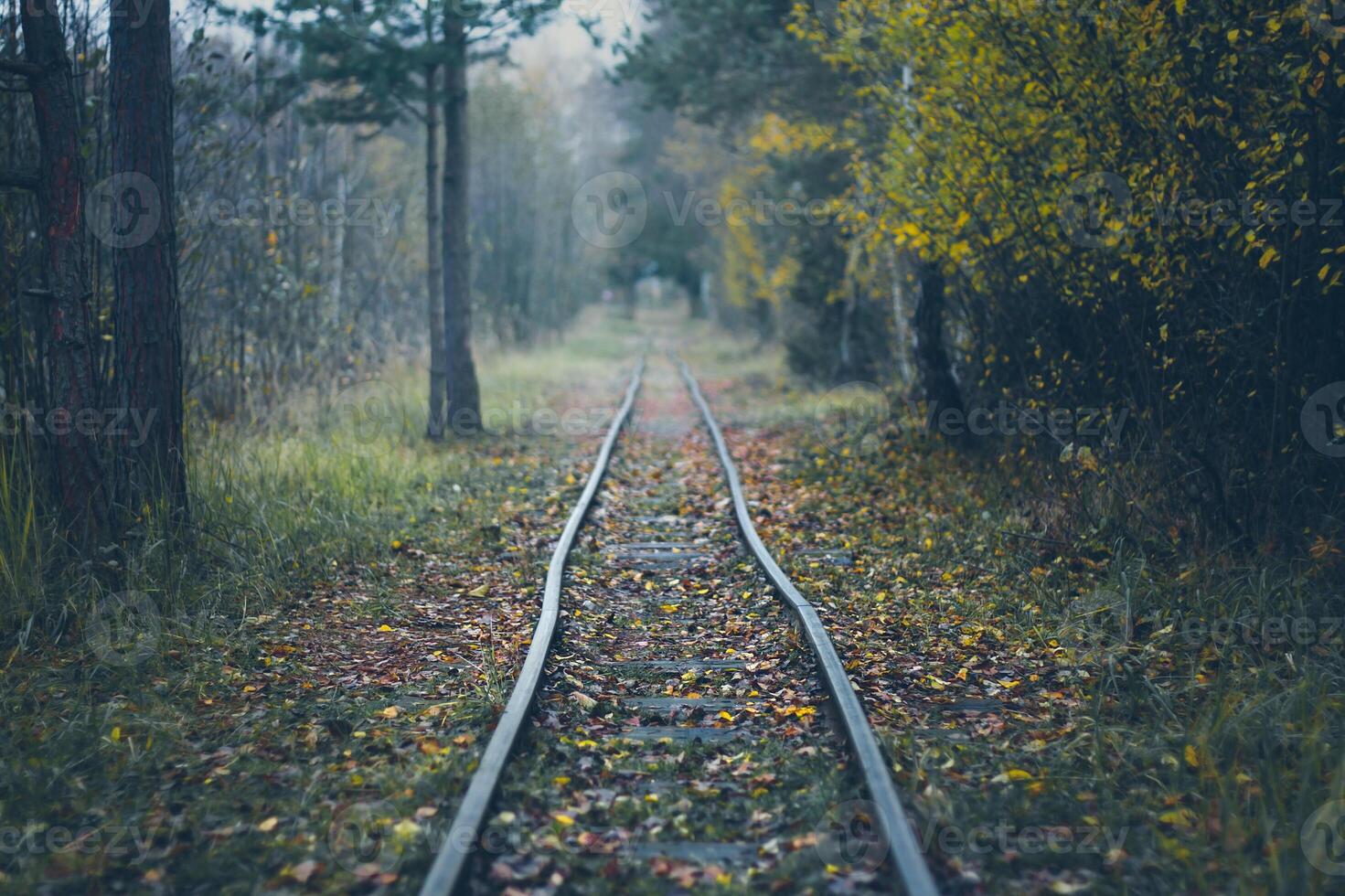 narrow gauge railway - rails in the autumn forest photo