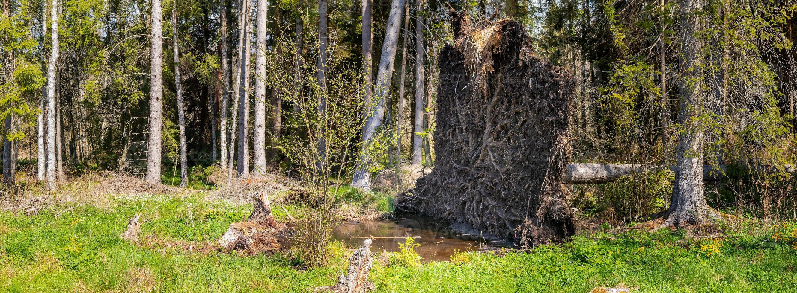 uprooted tree - the roots of an fallen spruce tree in a forest clearing photo