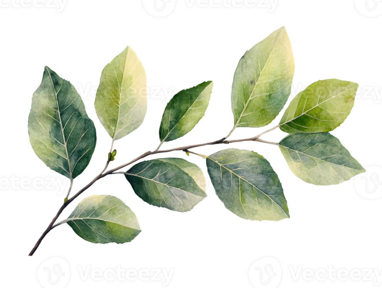 Green Leaves Branch, Transparent Background, Watercolor Style Design Elements png