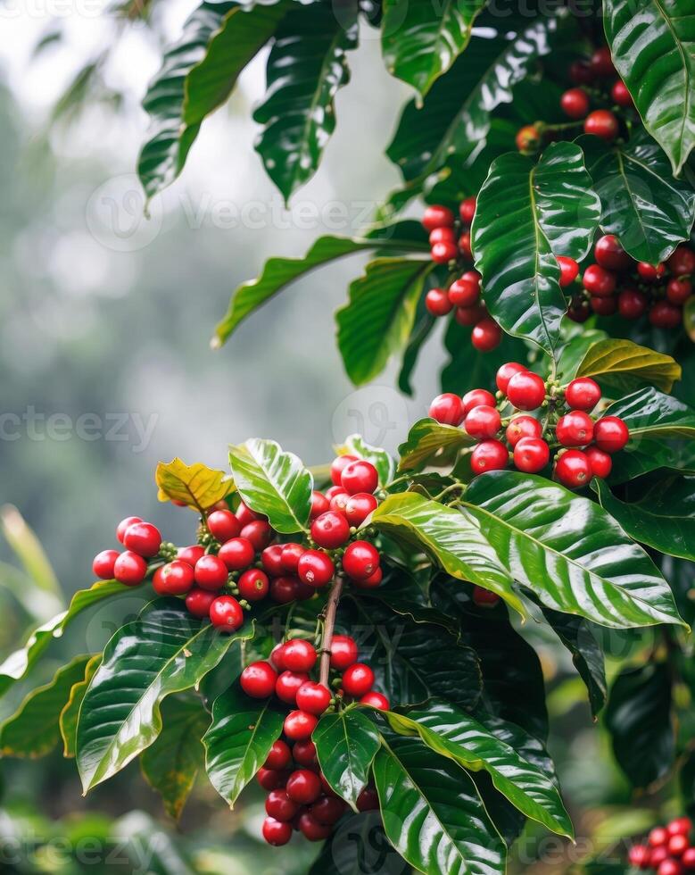 Coffee beans on a tree with leaves and red berries photo