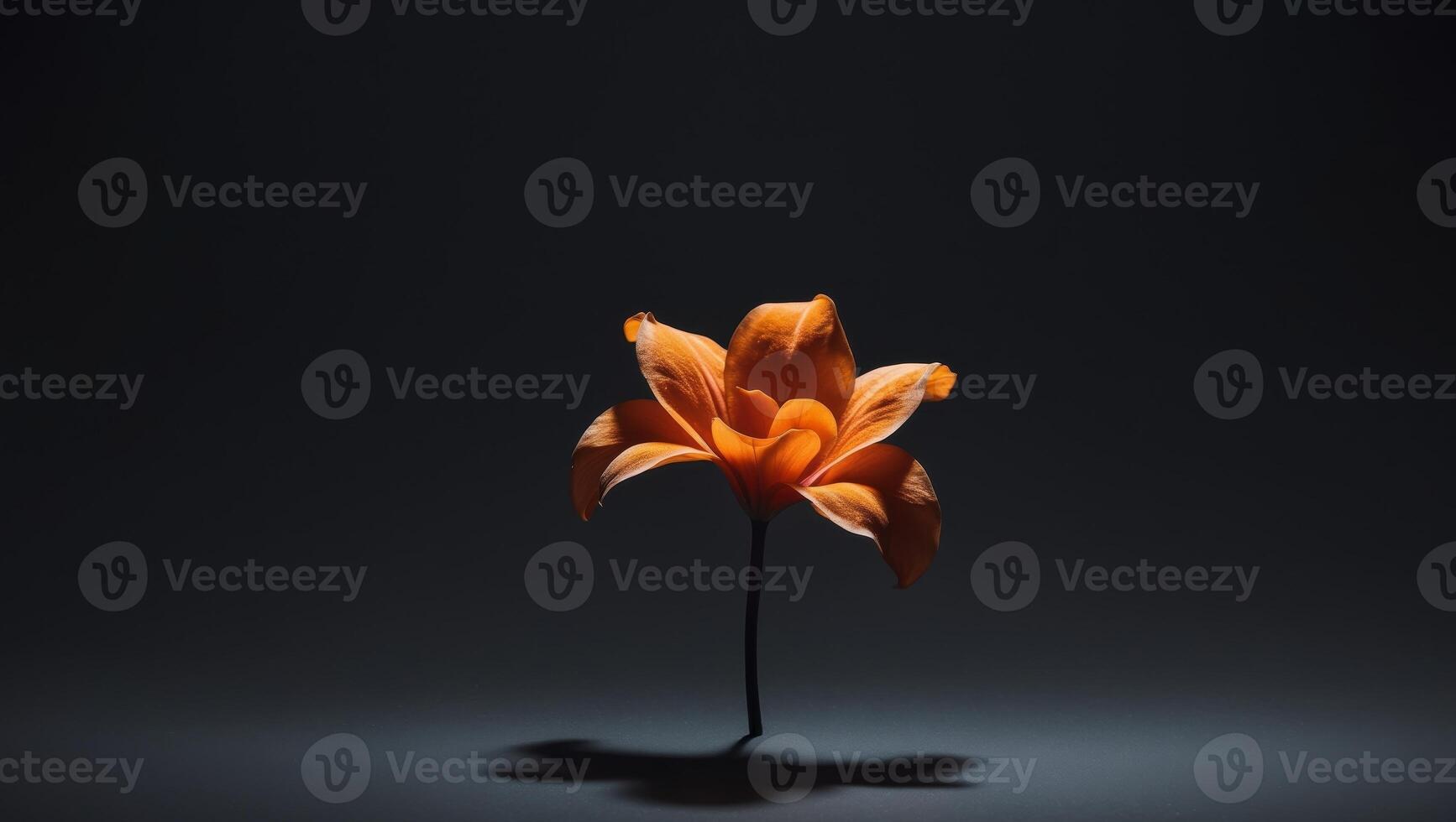 A single orange flower on a black background photo