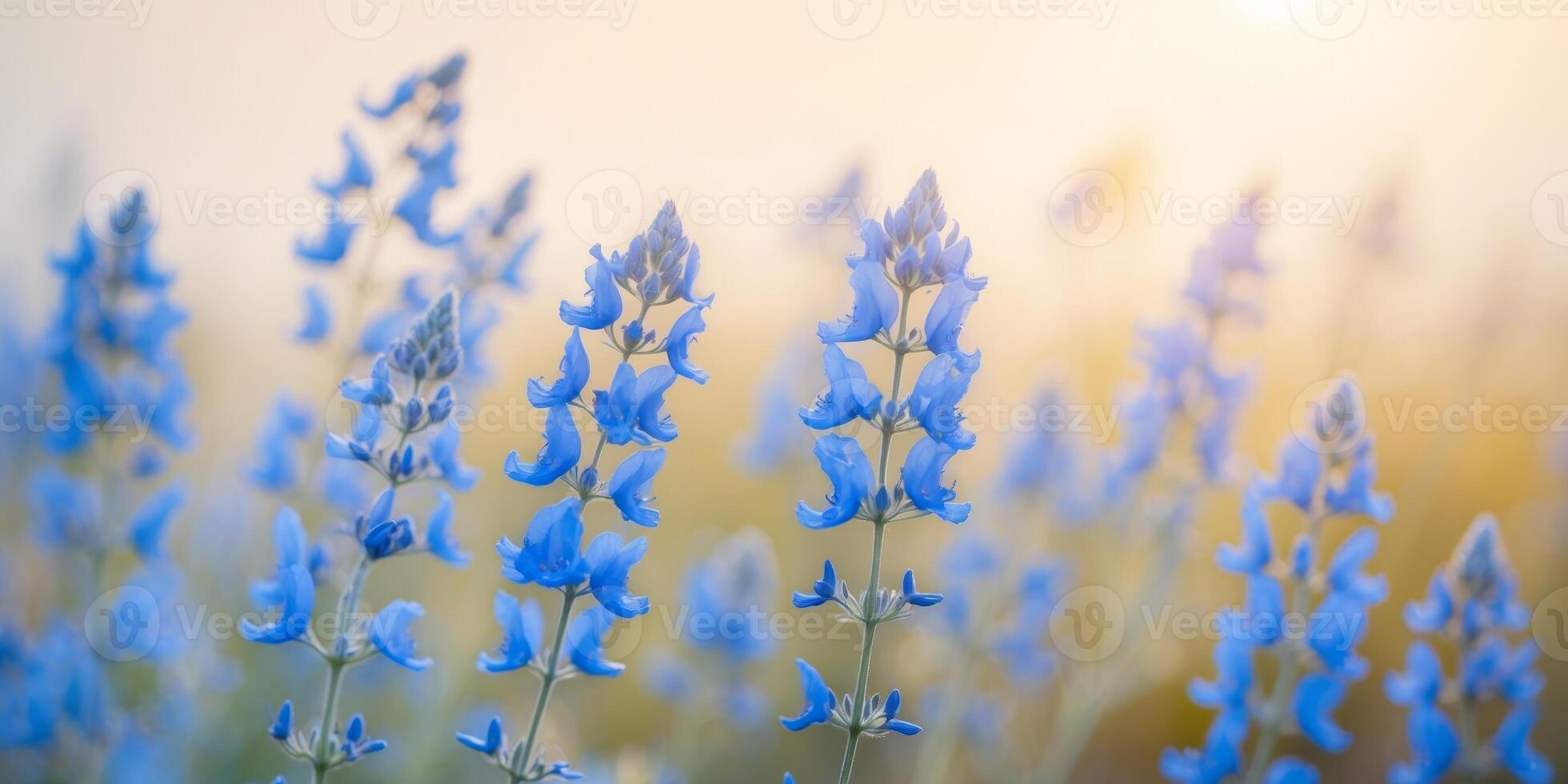 Blue flowers of salvia grow in the field photo