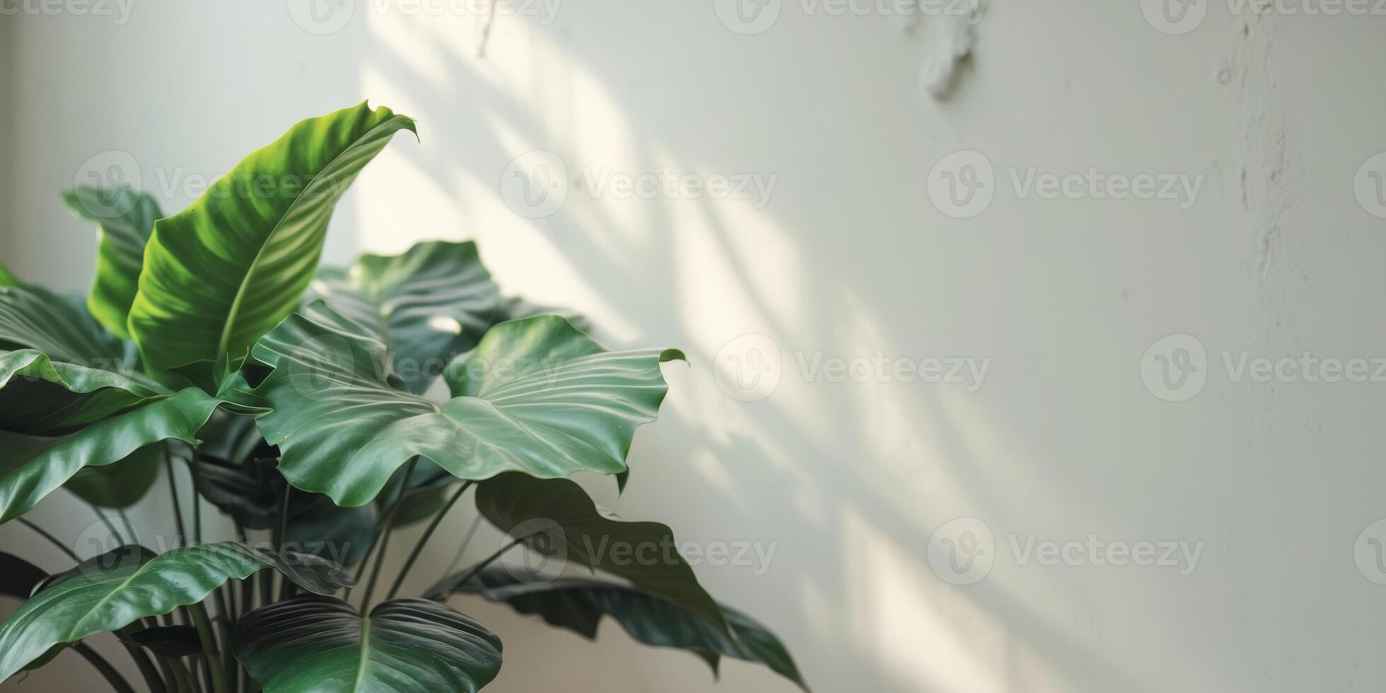 Lush Green Foliage Vibrant Leaves Tropical Plant Houseplant Nature Botany Greenery Gardening photo