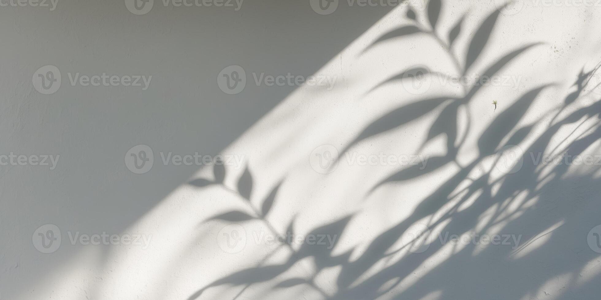 gray shadow of the the needles of thuja on a white wall photo