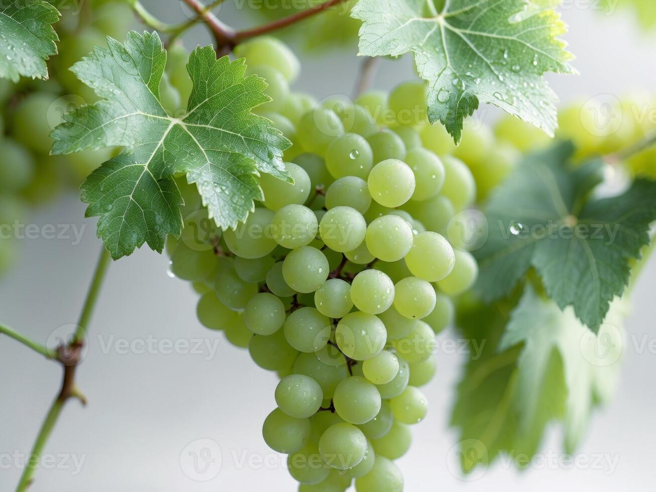 close up of green grapes and leaves on vine photo