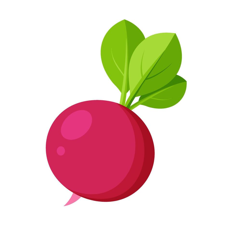 Radish vegetable for cooking meals. Hand drawn Trendy flat style isolated bright element for design. illustration vector