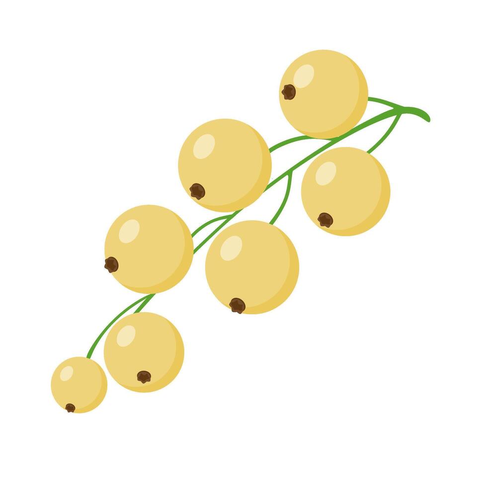 Bunche of White Currant Berries. Hand drawn Trendy flat style isolated illustration Berry for Jam. illustration vector