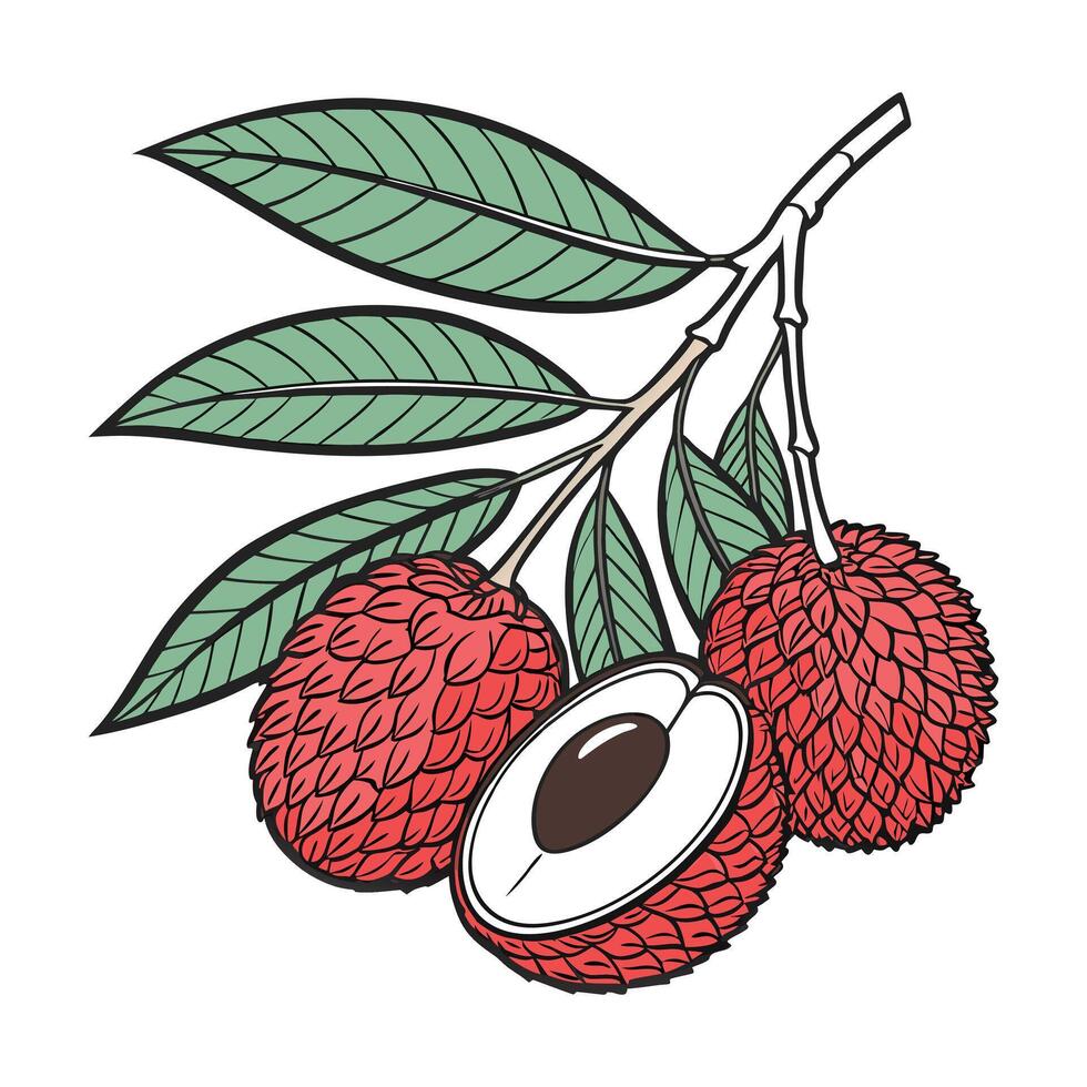Fresh Lychee A Touch of Tropical Magic vector