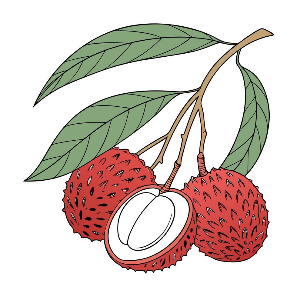 Tropical Lychee Sweetness in Every Bite vector