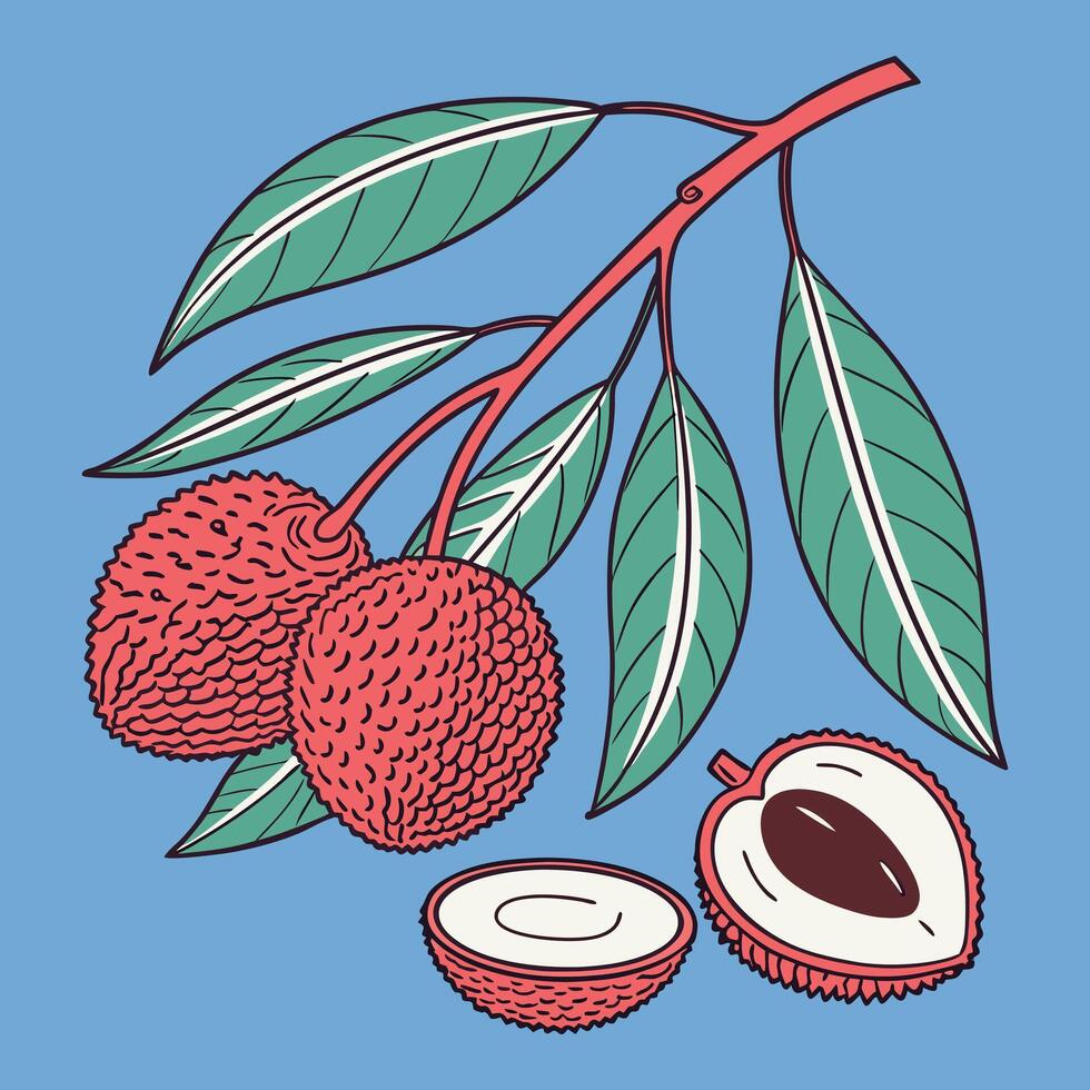 Exotic Lycheem Tropical Fruit with Lush Green Leaves vector