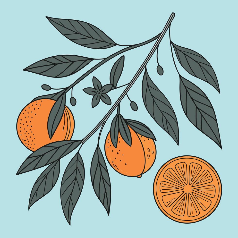 Ripe oranges on a branch, delicious fruit vector