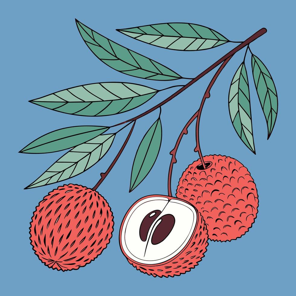 Tropical exotic lychee with leaves vector