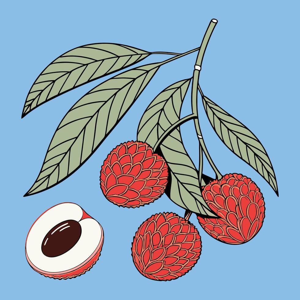 Lychee Magic A Sweet Tropical Treat with Green Leaves vector