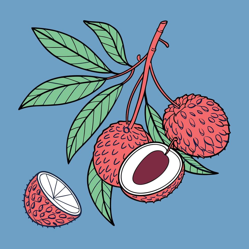 Lychee Harvest Fresh and Exotic with Leafy Beauty vector