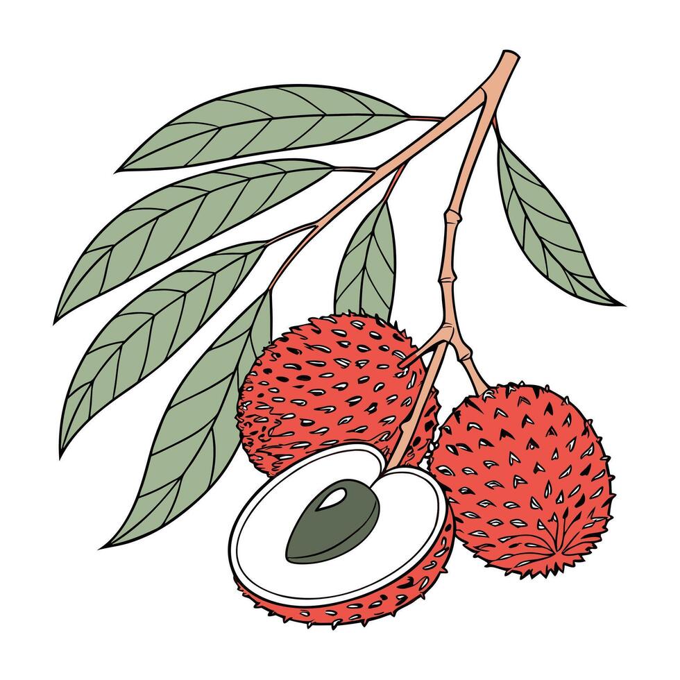lychee fruit on a white background vector