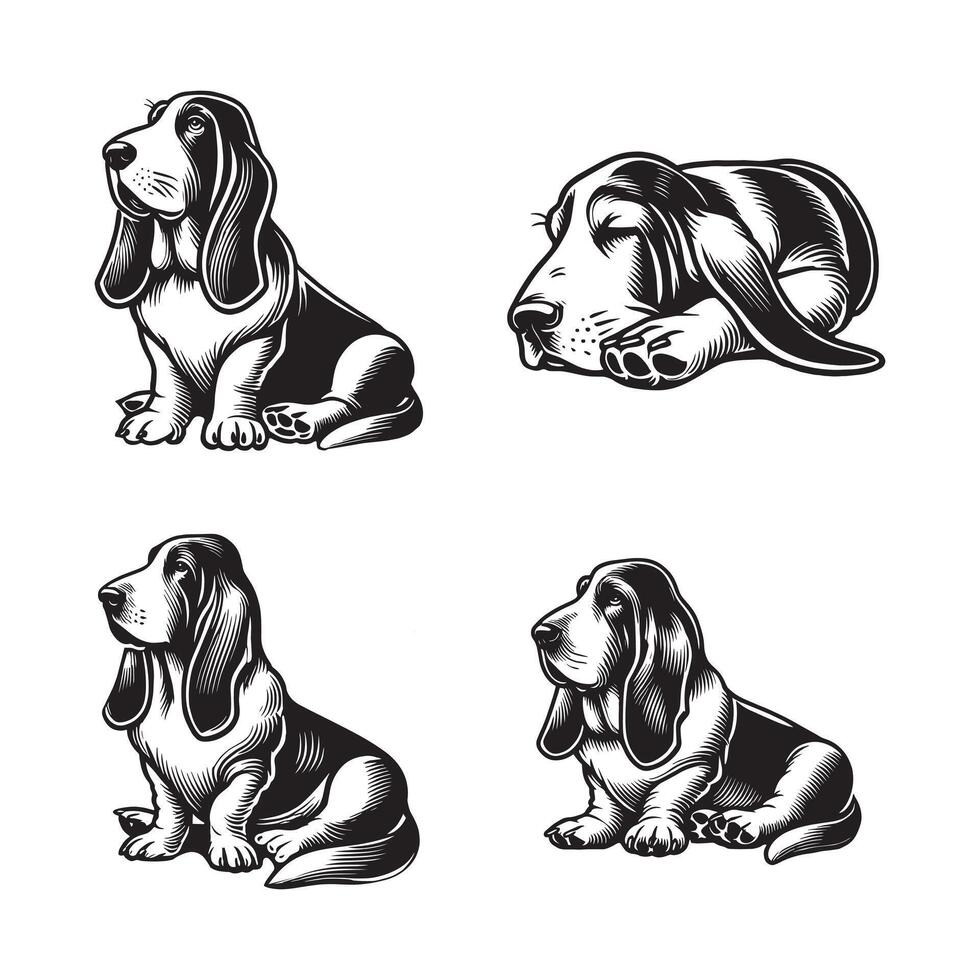Basset Hound bundle vector