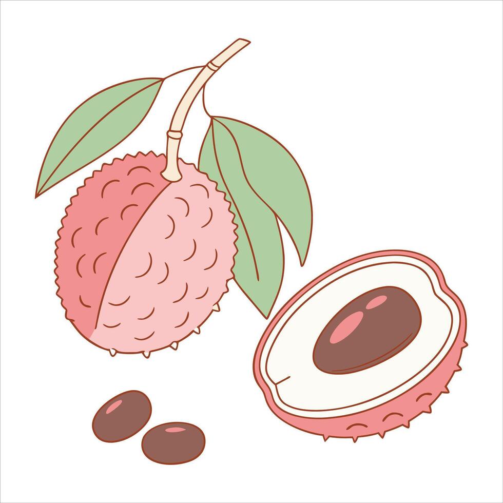 Tropical Freshness Lychee on a Clean Canvas vector