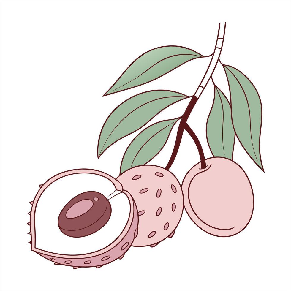 Lychee Litchi chnenesis on white background. vector