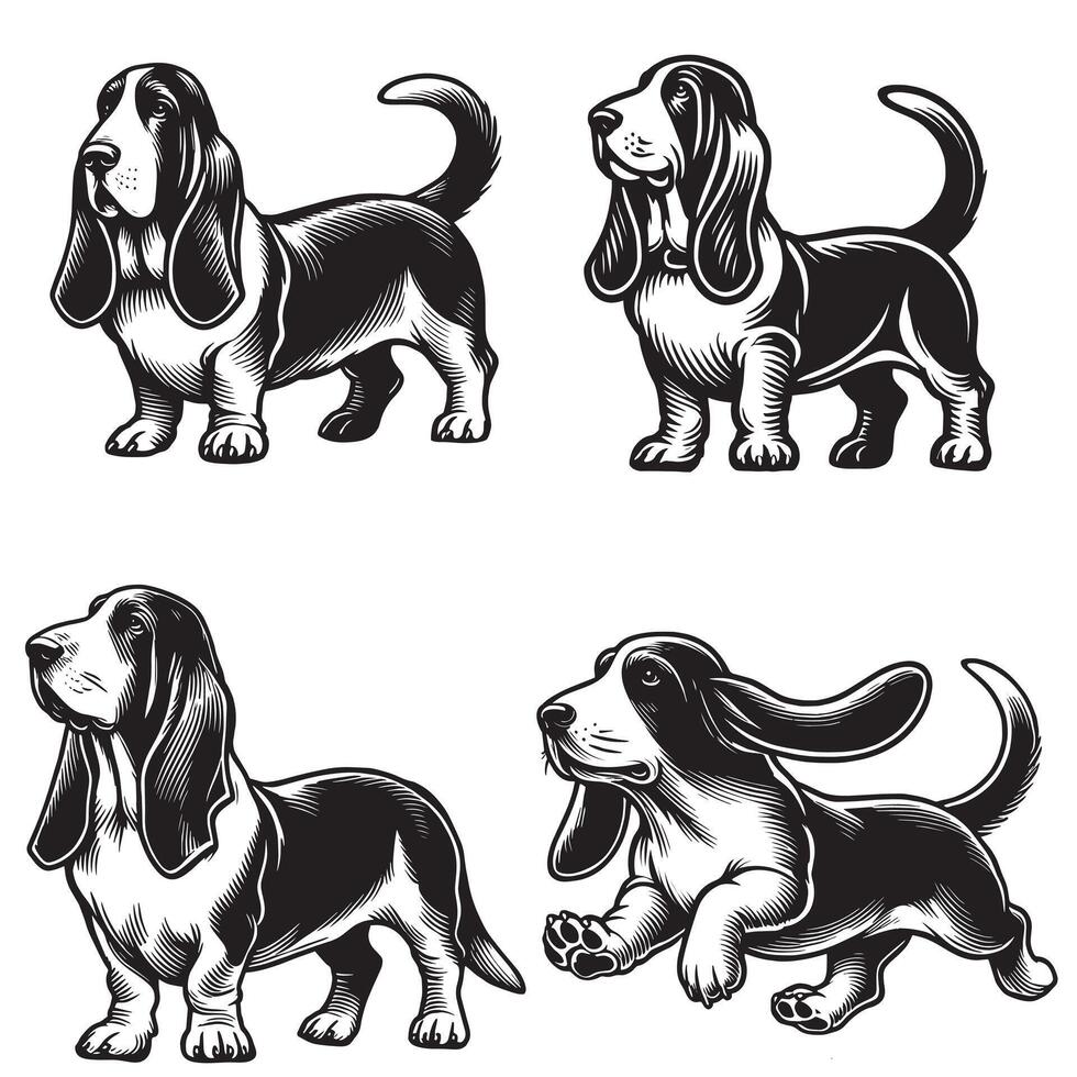 Basset Hound bundle Standing dog vector