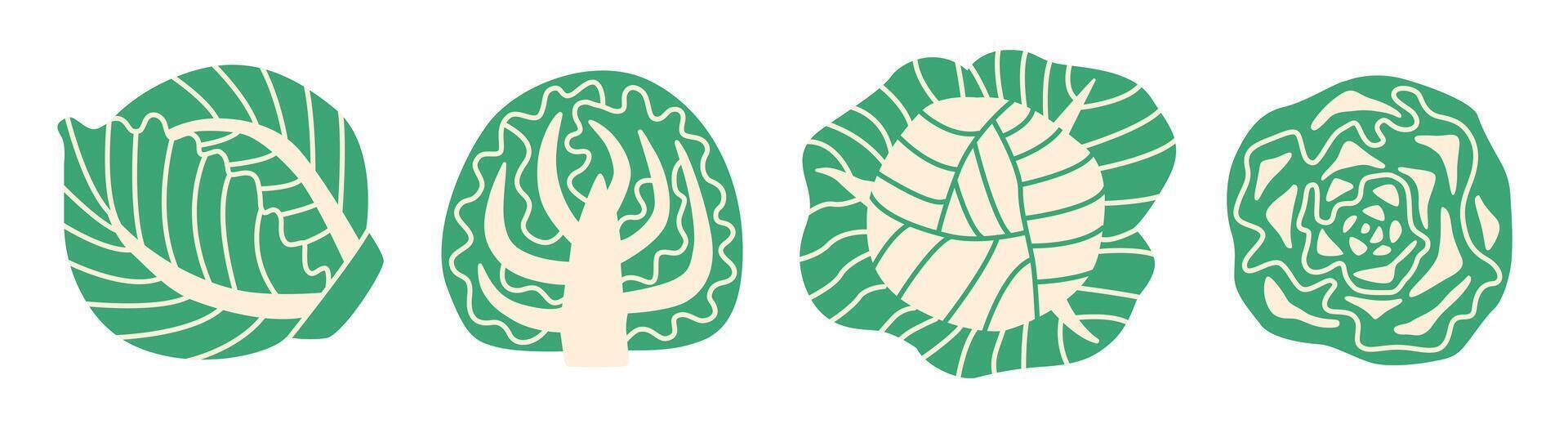 Flat style illustration of cabbage in different views. whole, halved, cross-section, and top-down. Clean and minimal design ideal for food, nutrition, and cooking projects. vector