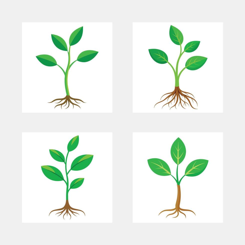 Four Green Plant Seedlings Growth Stages Roots Leaves Nature vector