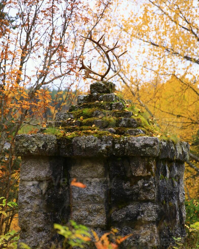Reindeer antlers on an ancient pedestal in the forest photo