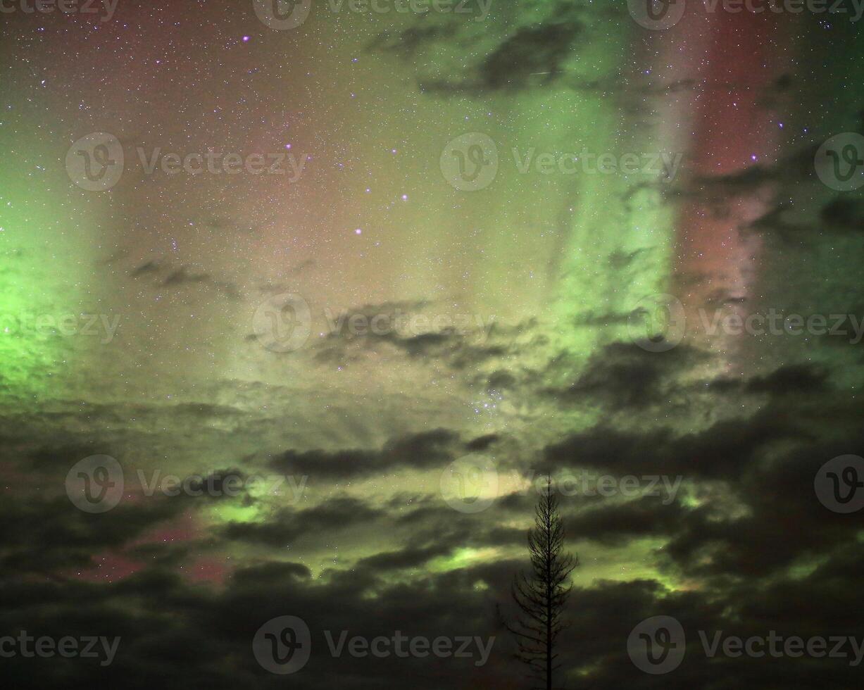 Aurora borealis in red and green with clouds and tree silhouette photo