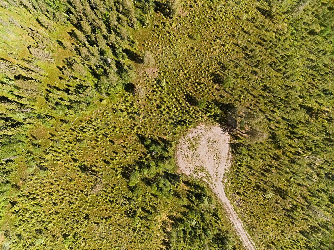 Drone shot on a small road leading into a forest plantation photo