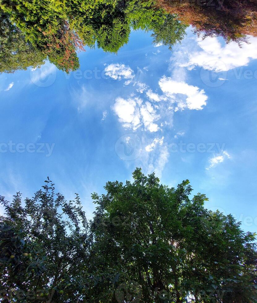 Looking upwards in the sky with summerly treetops photo