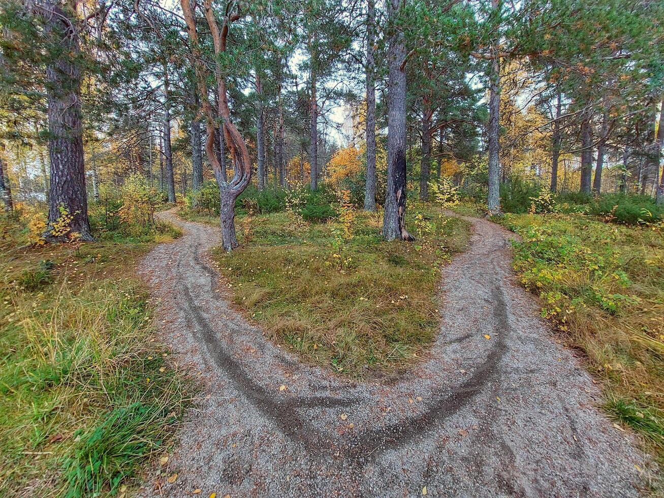 Pine forest with hiking path in nature reserve Gammplatsen in northern Sweden photo