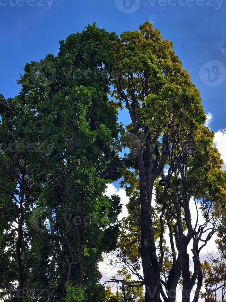Two oaks with different shades of green standing close together photo