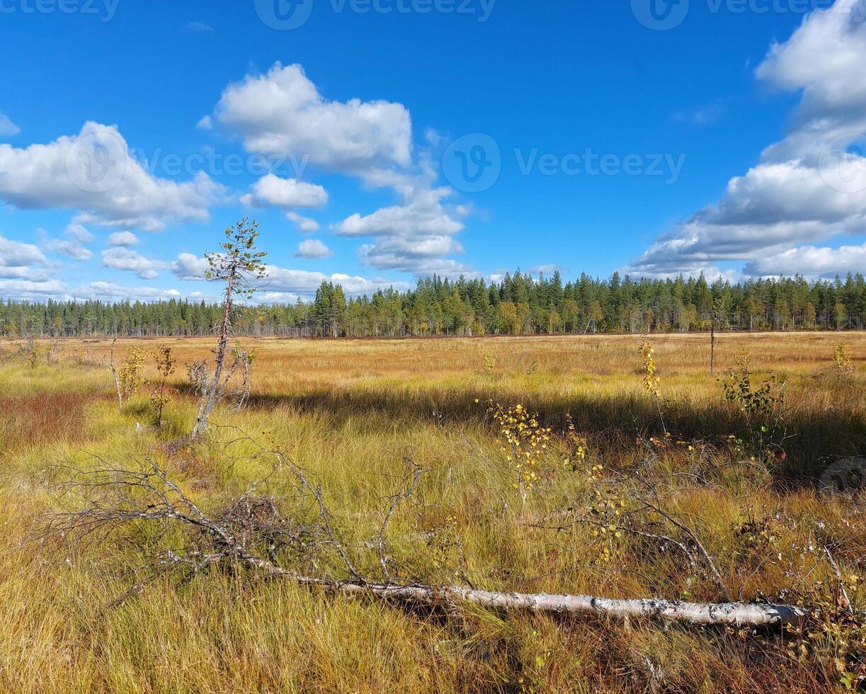 View over bog in Swedish Lapland in autumn photo