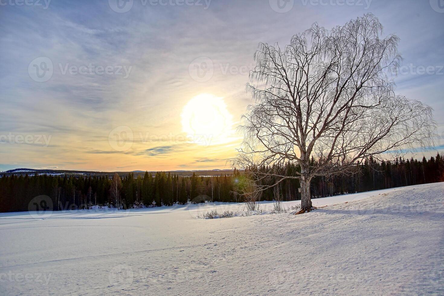 Backlit shot of single birch on a snow plain in Swedish winter photo