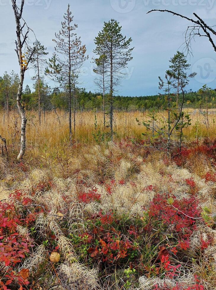 Beautiful autumn colored shrubbery in Swedish Lapland photo
