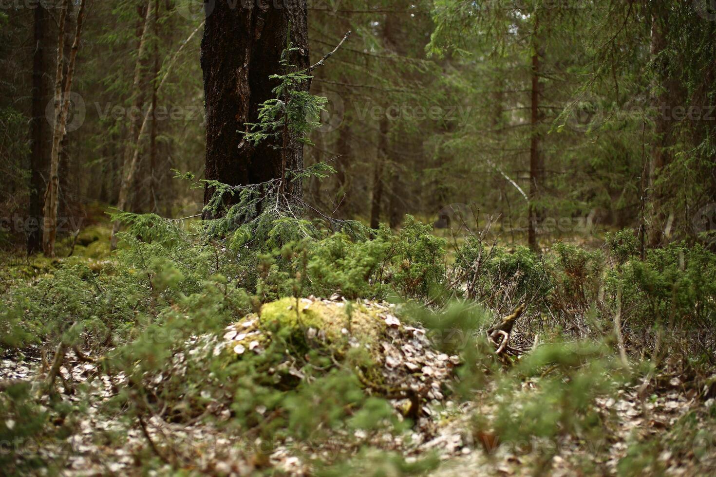 Forest with ground covered by small conifers in a Swedish nature reserve photo