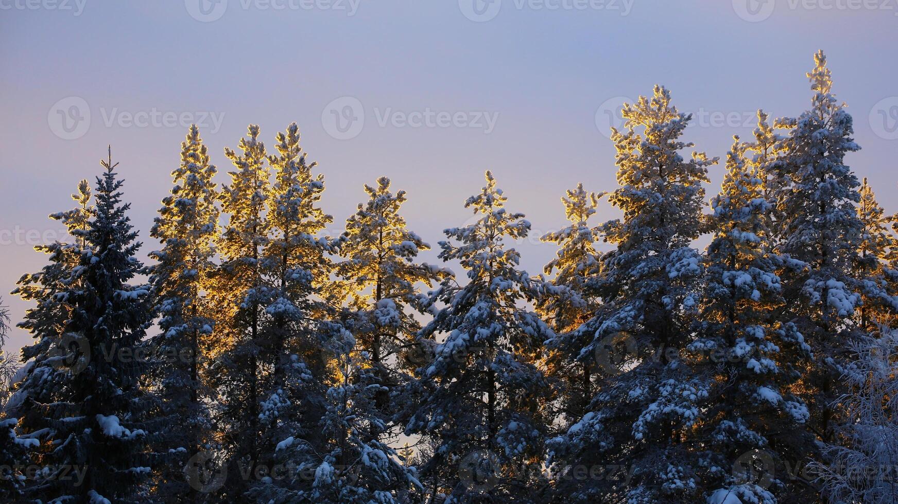 Row of illuminated trees in the winter sunlight photo