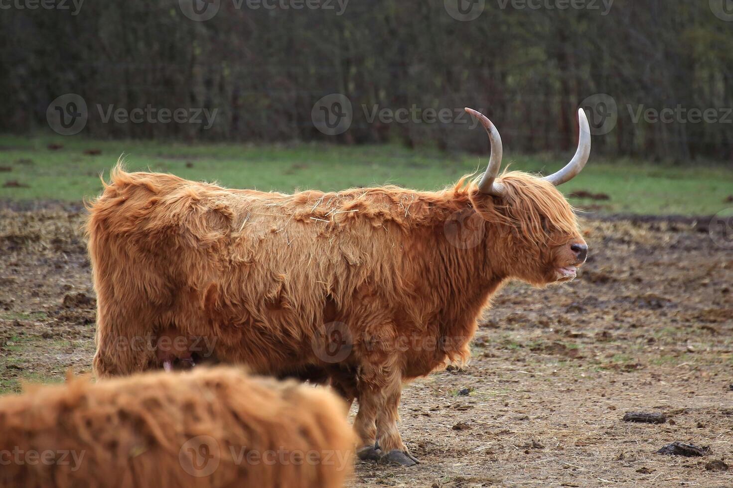 Side view of a Scottish highland cattle with long horns photo