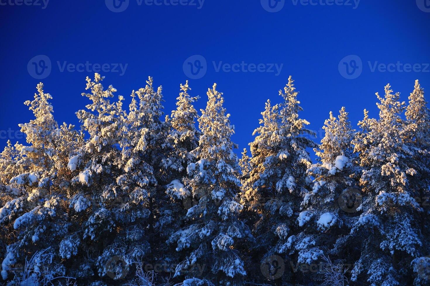 A row of snowy pines in front of blue sky photo