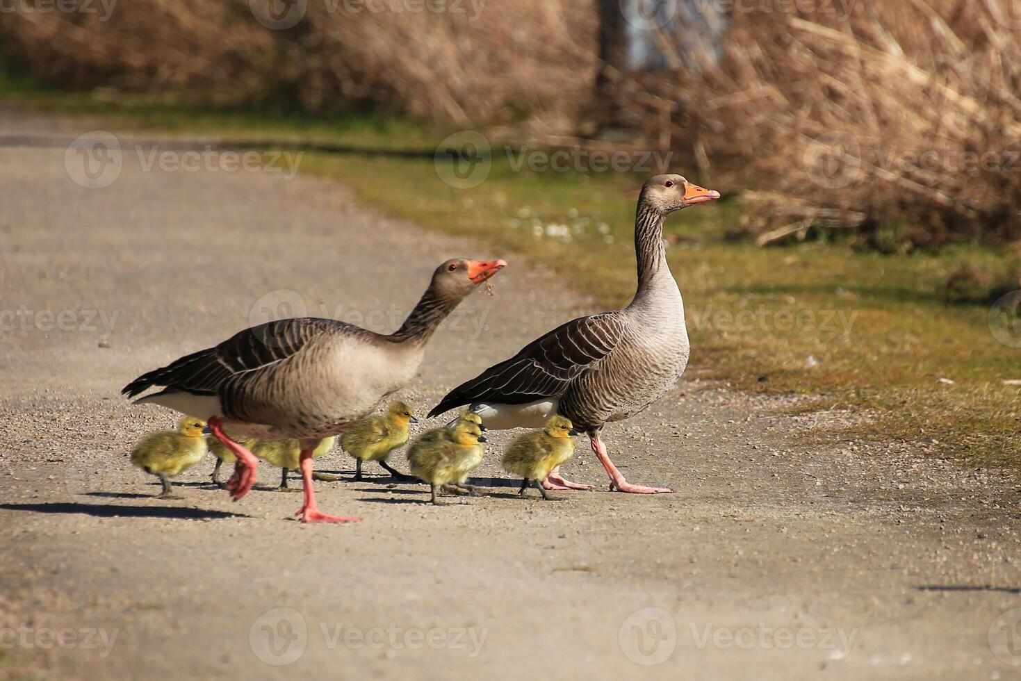 Cute greylag goose family walking over path photo