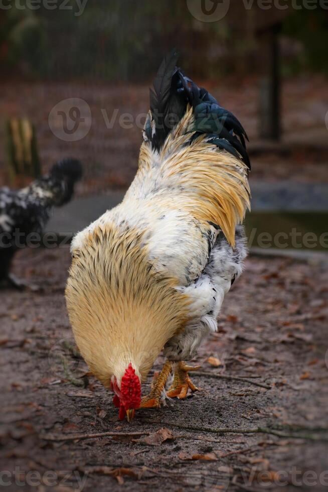 Brahma rooster looking for food on the ground photo