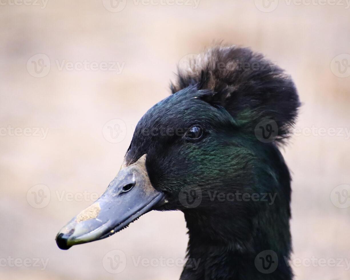Portrait of dark black duck with crest photo