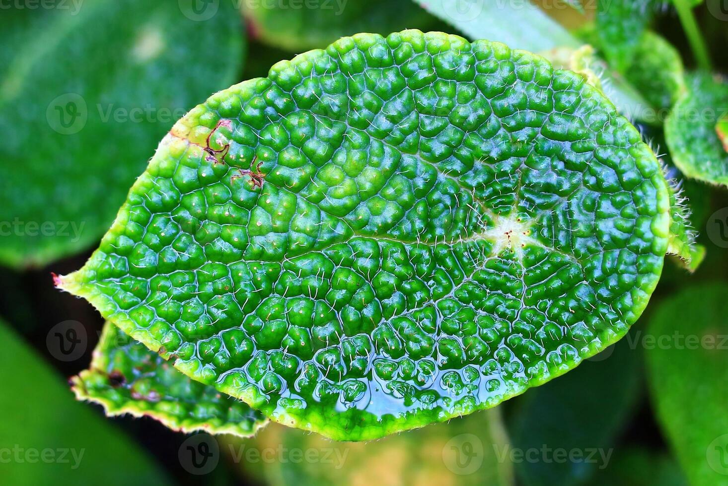 A single rugged leaf of Begonia microsperma photo
