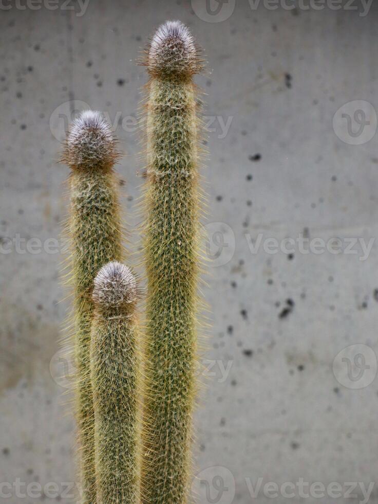 Rare cactus species Epostoopsis dybowski in front of concrete wall photo