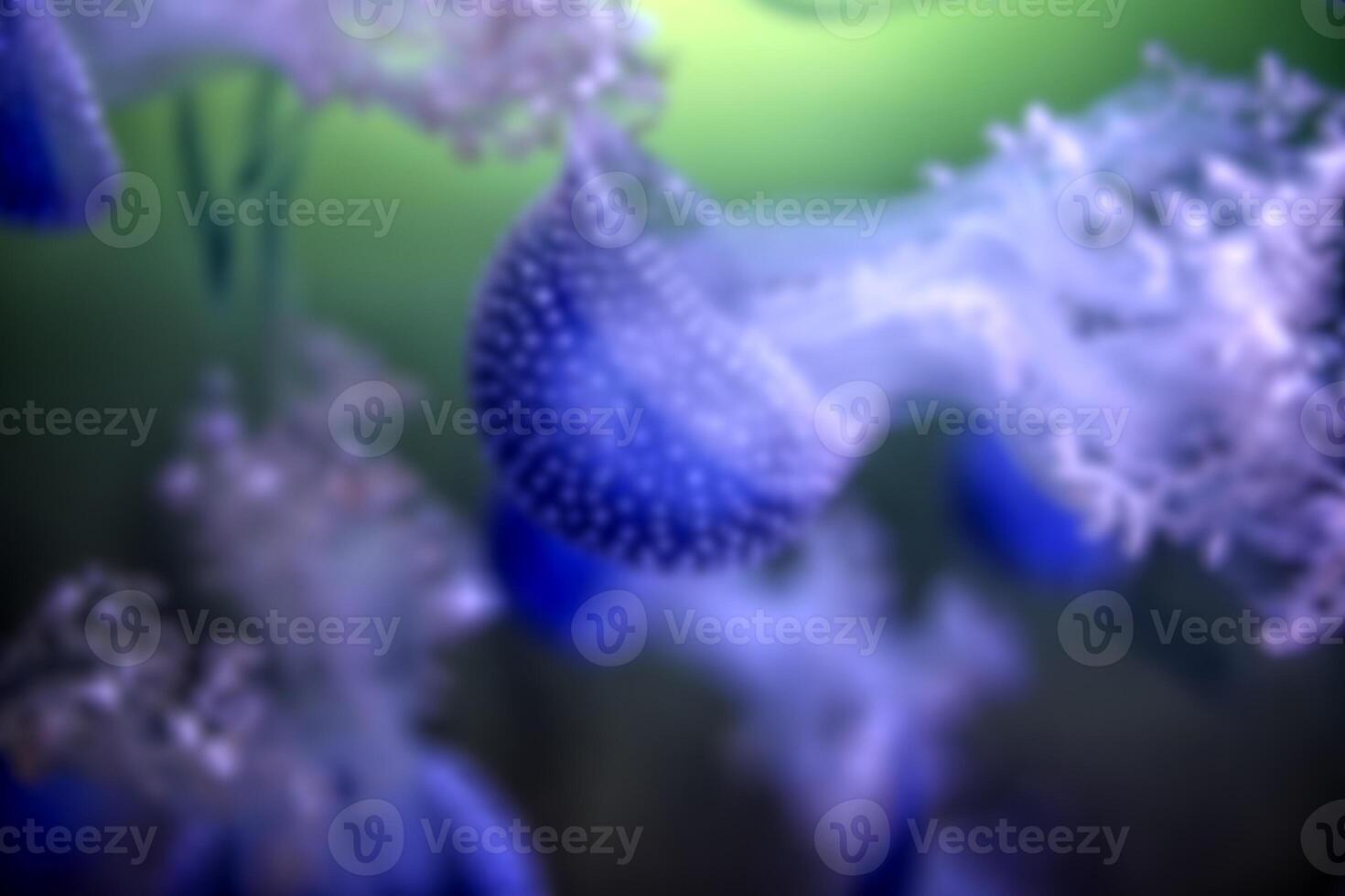 Blurred shot for backgrounds with blue jellyfish photo
