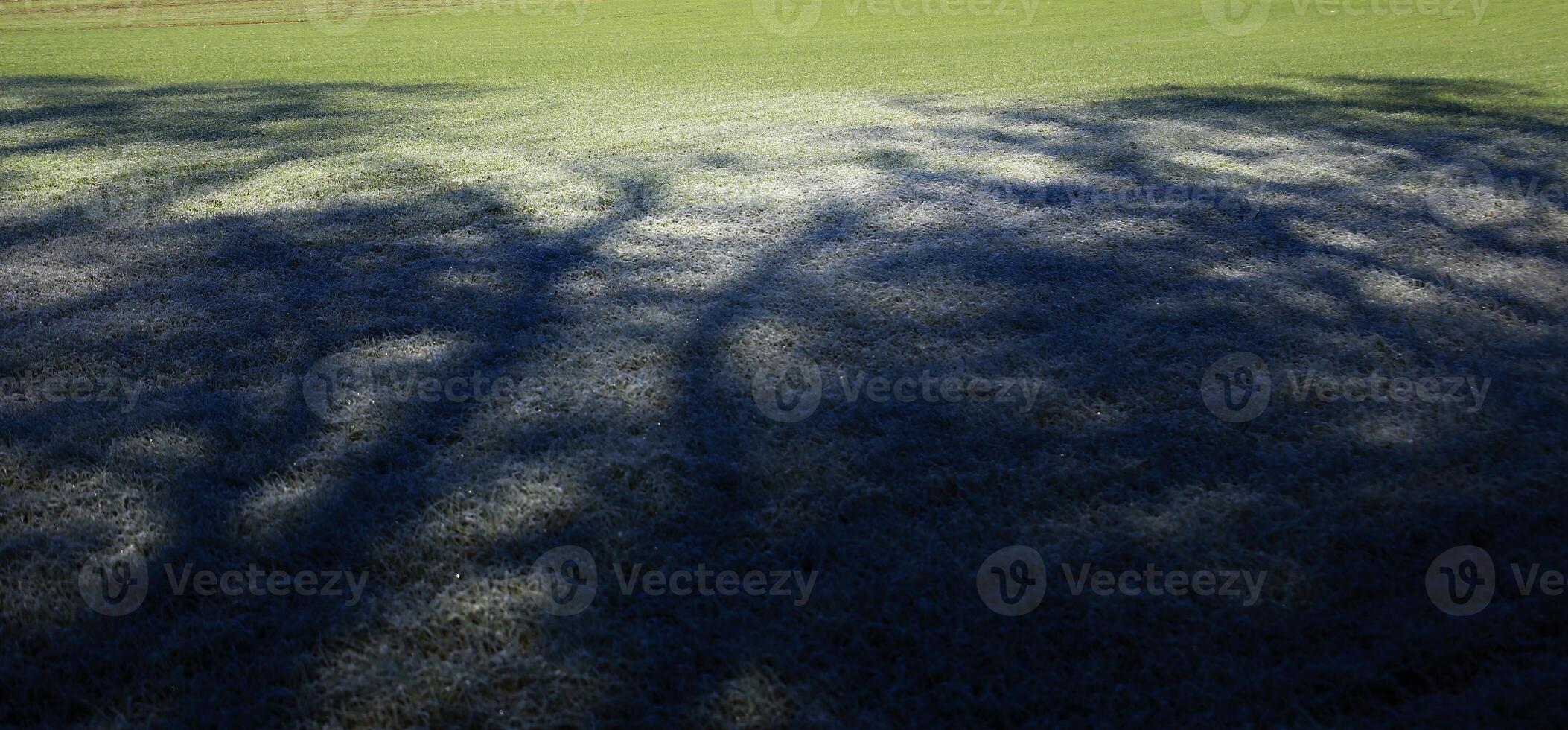 Shadows of trees on a frosty field in the morning photo